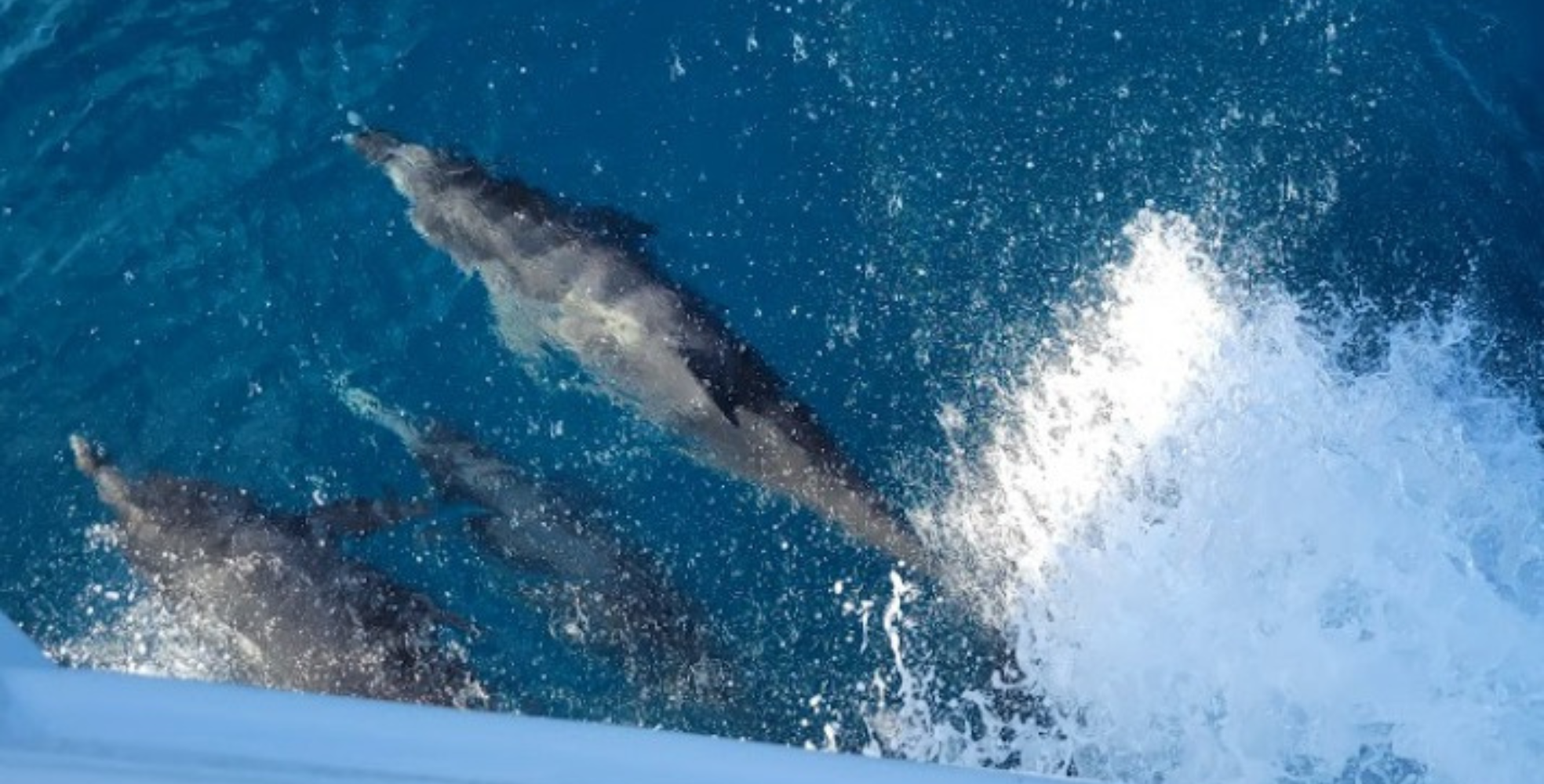 Destin-Dolphins