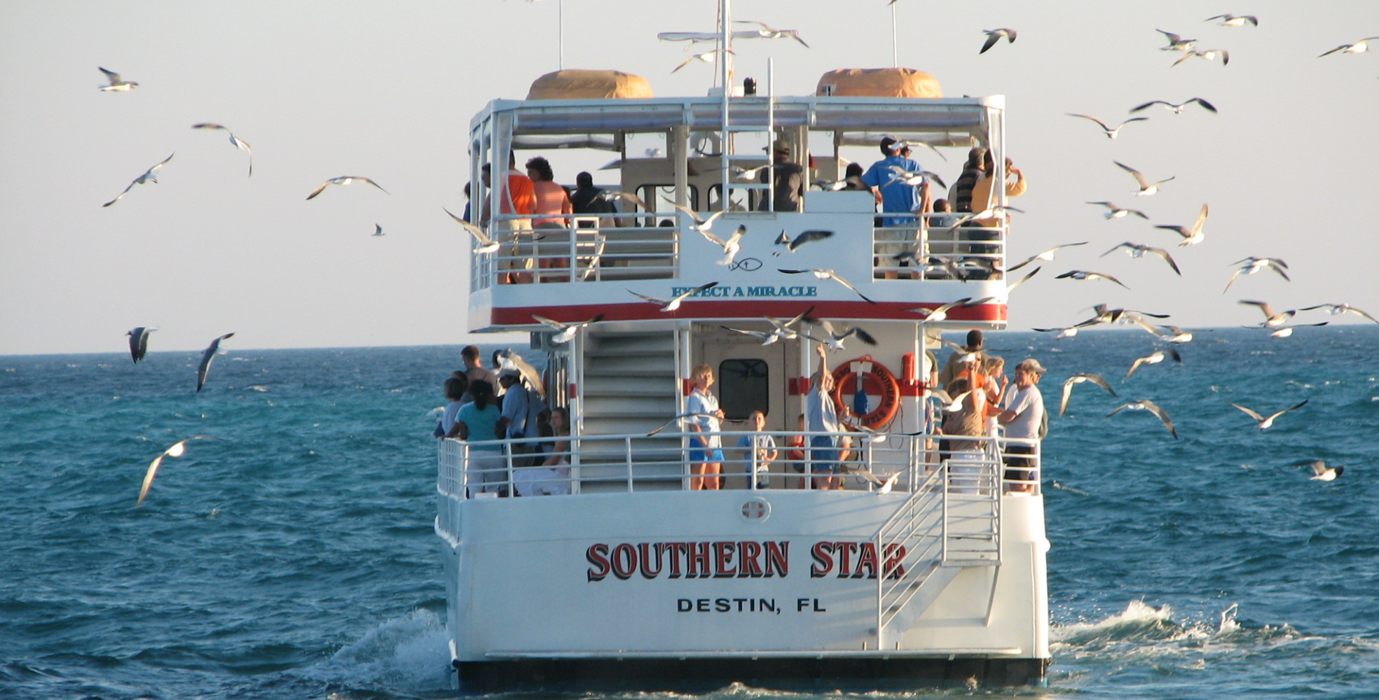 Dolphin-Cruises2