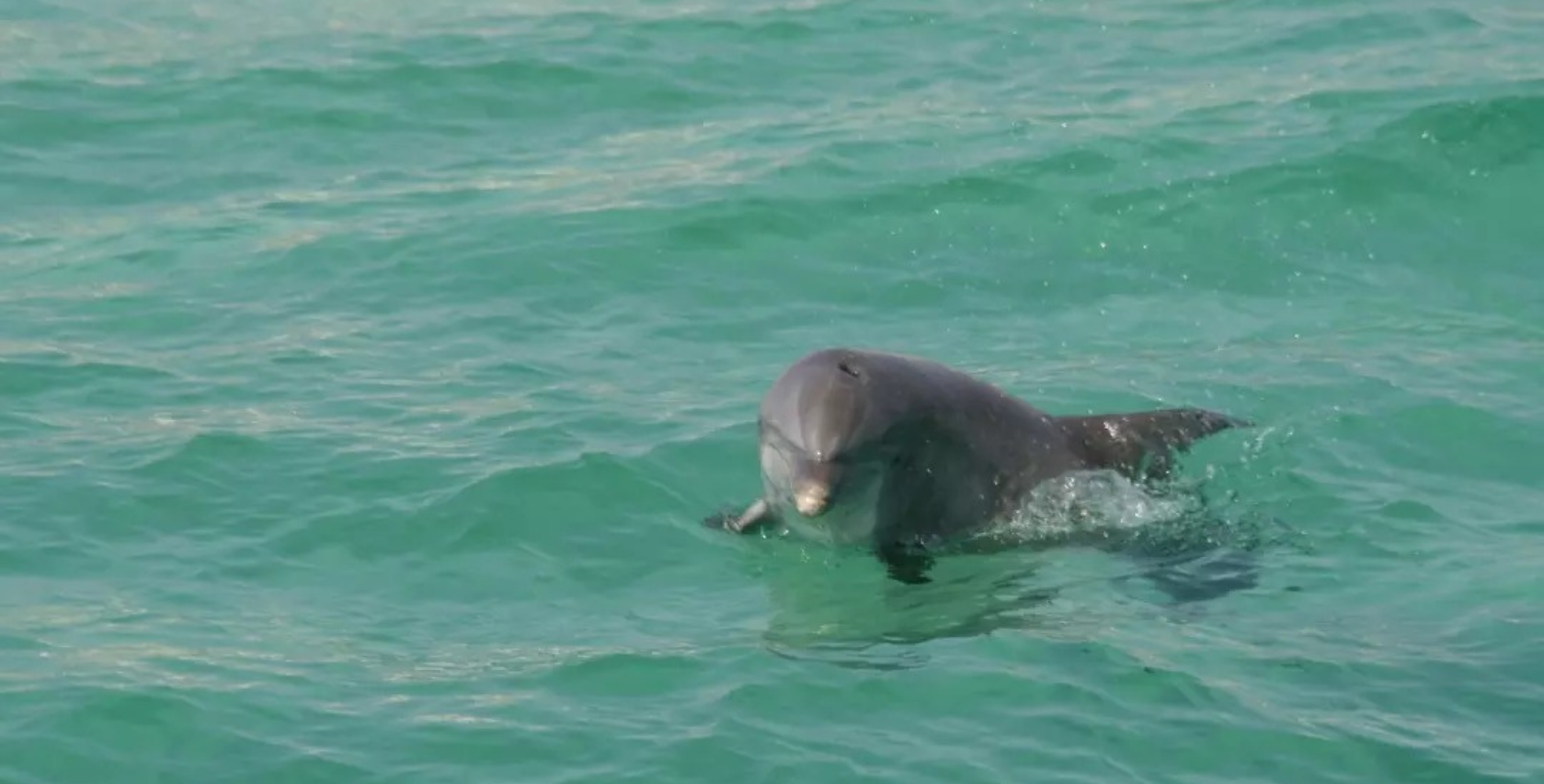 Dolphin