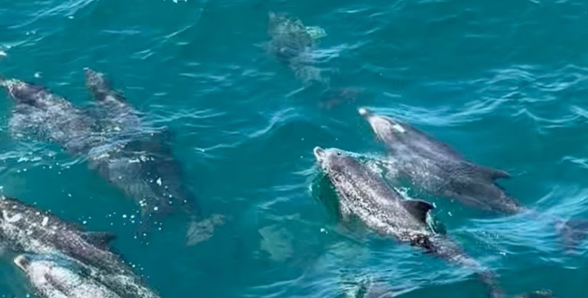 Dolphins-Swimming